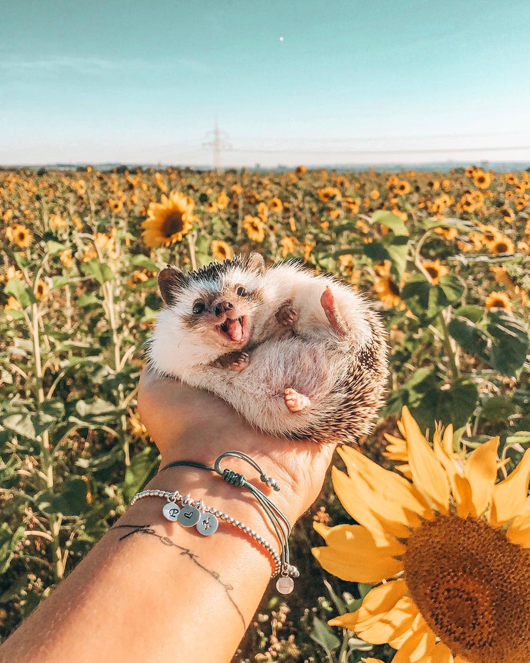 Instagram/Mr Pokee Just a ray of sunshine.